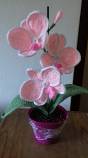 Orchidej růžová světlá, Výška 38 cm, cena 400 Kč