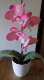 Orchidej růžová, Výška 38 cm, cena 400 Kč