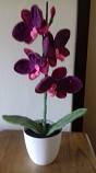 Orchidej fialová, Výška 38 cm, cena 400 Kč